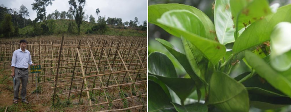 Hình 4 13 Mô hình dùng vật che phủ bảo vệ đất trồng Thìa canh tại Bồng Khê 1