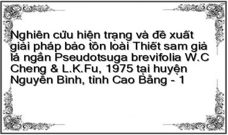 Nghiên cứu hiện trạng và đề xuất giải pháp bảo tồn loài Thiết sam giả lá ngắn Pseudotsuga brevifolia W.C Cheng & L.K.Fu, 1975 tại huyện Nguyên Bình, tỉnh Cao Bằng - 1