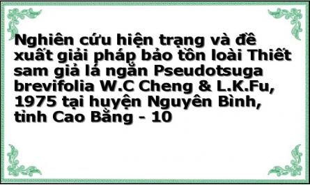 Nghiên cứu hiện trạng và đề xuất giải pháp bảo tồn loài Thiết sam giả lá ngắn Pseudotsuga brevifolia W.C Cheng & L.K.Fu, 1975 tại huyện Nguyên Bình, tỉnh Cao Bằng - 10