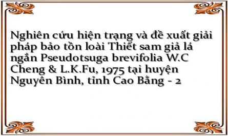 Nghiên cứu hiện trạng và đề xuất giải pháp bảo tồn loài Thiết sam giả lá ngắn Pseudotsuga brevifolia W.C Cheng & L.K.Fu, 1975 tại huyện Nguyên Bình, tỉnh Cao Bằng - 2