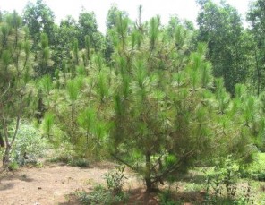 ả nh 3 1 Công thức cắt mức 40 ả nh 3 2 Công thức cắt mức 20 ả nh 3 3 Công 1