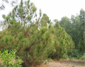 ả nh 3 1 Công thức cắt mức 40 ả nh 3 2 Công thức cắt mức 20 ả nh 3 3 Công 2