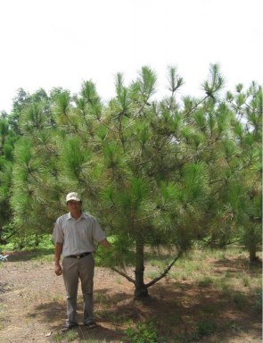 ả nh 3 3 Công thức cắt mức 30 ả nh 3 4 Công thức đối chứng 3 2 2 ả nh 3