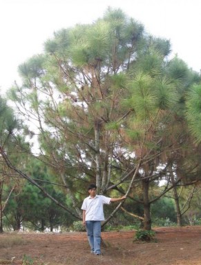 ả nh 3 3 Công thức cắt mức 30 ả nh 3 4 Công thức đối chứng 3 2 2 ả nh 4