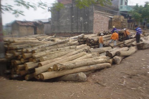Hình 4 4 Nơi tập kết gỗ rừng trồng Hình 4 5 Cốp pha từ gỗ rừng trồng Hình 1