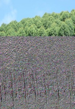 Hình 4 1 Mô hình rừng trồng Bạch đàn Urophylla thuần loài 4 2 4 2 Đánh giá sinh 1