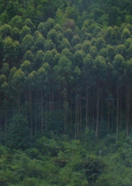 Hình 4 1 Mô hình rừng trồng Bạch đàn Urophylla thuần loài 4 2 4 2 Đánh giá sinh 2