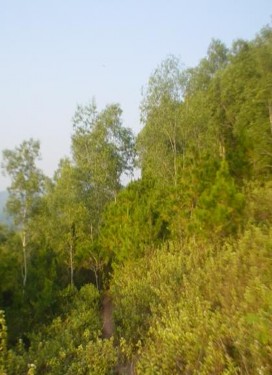 Hình 4 Thực bì dưới tán rừng Thông mã vĩ hỗn giao Keo lá tràm và Thông mã vĩ 1