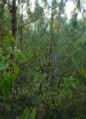 Hình 4 Thực bì dưới tán rừng Thông mã vĩ hỗn giao Keo lá tràm và Thông mã vĩ 2