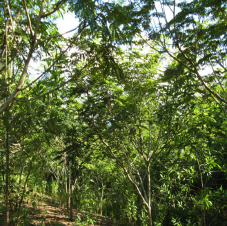 Nhiều mô hình lâm sinh chưa tuân thủ theo đúng thiết kế kỹ thuật về cách 1