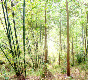 Ảnh 4 1 Luồng hỗn giao với Keo tai tượng ở Xóm Cang 2 xã Hòa Bình TX Hòa Bình 1