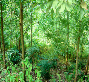 Ảnh 4 1 Luồng hỗn giao với Keo tai tượng ở Xóm Cang 2 xã Hòa Bình TX Hòa Bình 2