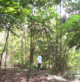 Ảnh 4 1 Luồng hỗn giao với Keo tai tượng ở Xóm Cang 2 xã Hòa Bình TX Hòa Bình 3