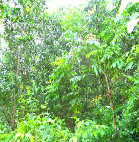 Ảnh 4 4 Lim xanh hỗn giao với Keo tai tượng ở Văn Sơn Lạc Sơn Keo chịu 4