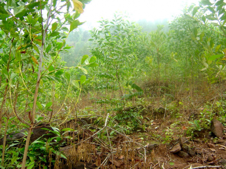 Ảnh 4 7 Keo tai tượng trồng hỗn giao với Lim xanh có canh tác nông lâm kết hợp 5