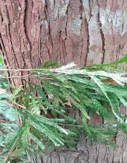 Hình 4 1 Hình ảnh cây pơ mu ở khu vực nghiên cứu Bảng 4 2 Đặc điểm cấu 12