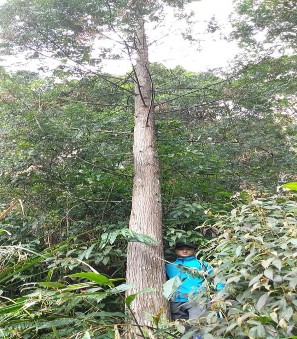 Hình 4 1 Hình ảnh cây pơ mu ở khu vực nghiên cứu Bảng 4 2 Đặc điểm cấu 13