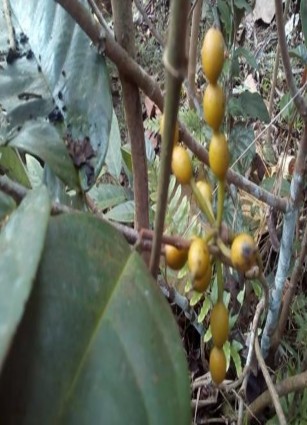 Of the Kandy Symposium UNESCO PHỤC LỤC 1 MỘT SỐ HÌNH ẢNH TRONG QUÁ TRÌNH THỰC TẬP 4