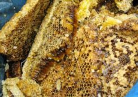 Mật ong rừng Quả trỏm đen Trứng kiến Xụi trứng kiến 5