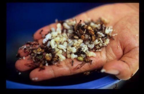 Trứng kiến Xụi trứng kiến 7