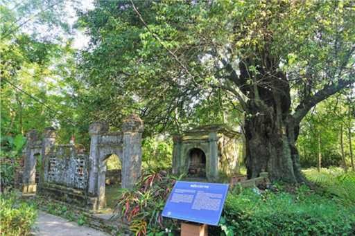 Hình 1 Cây thị hơn 600 năm tuổi tại Miếu Cây Thị Nguồn Thu Phương – Báo 1