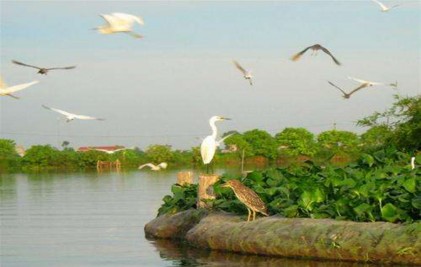 Đảo Cò Chi Lăng Nam Thanh Miện Cụm Đình Đền Khúc Thừa Dụ Ninh Giang Đền 5