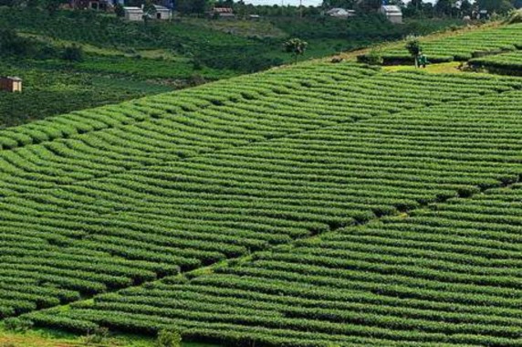 Chè Tân Cương ATK Định Hóa Tuần Văn hóa Du lịch Thái Nguyên năm 2010 Khu trưng 1