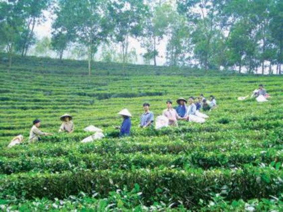 Chè Tân Cương ATK Định Hóa Tuần Văn hóa Du lịch Thái Nguyên năm 2010 Khu trưng 2