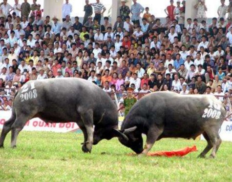 Lễ hội chọi trâu Đồ Sơn Đua thuyền rồng trong liên hoan du lịch Hải Phòng 1