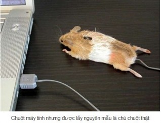 Mouse chú chuột ấn tượng dành cho người dùng thích cảm giác thật Microsoft 6