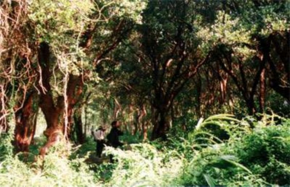 Vườn quốc gia Bái Tử Long Khu du lịch sinh thái Bái Tử Long 3