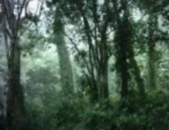 Hình 7 Thảm thực vật VQG Cúc Phương Hình 8 Nhà sàn dân tộc Mường ở VQG Cúc 7