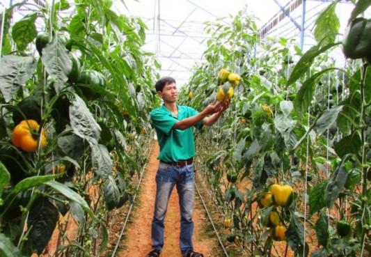Hình 3 Vườn ớt công nghệ cao Hình 4 Vườn ươm ớt chuông Hình 5 Vườn hoa 3