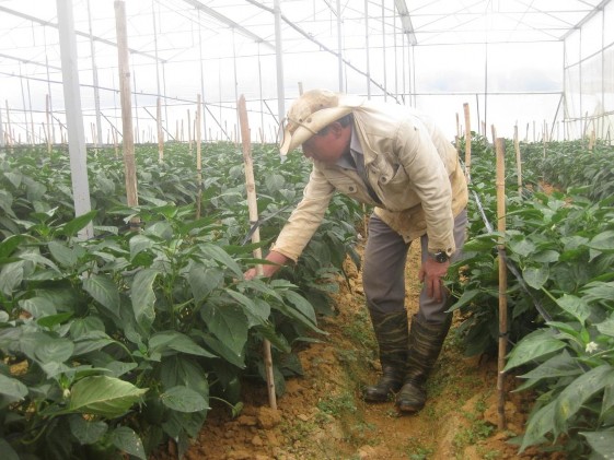 Hình 4 Vườn ươm ớt chuông Hình 5 Vườn hoa cúc Hình 6 Vườn hoa hồng Hình 7 4