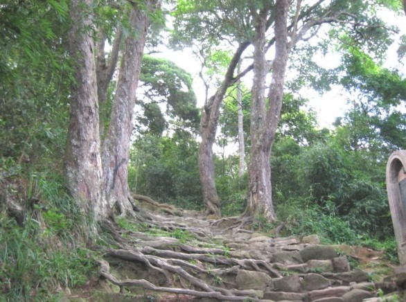 Hình ảnh 7 Đường Tùng cổ thụ Hình ảnh 8 Hoa Mai Yên Tử Hình ảnh 9 Sản 7