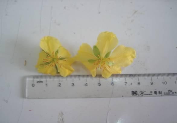 Hình ảnh 8 Hoa Mai Yên Tử Hình ảnh 9 Sản vật rừng Yên Tử Hình ảnh 10 8