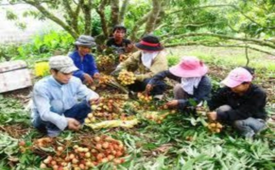 Nông dân thu hoạch vải 12