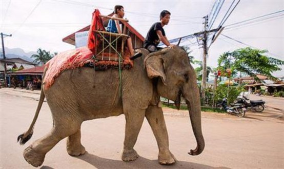 VƯỜN TƯỢNG PHẬT DU LỊCH ĐAC – TRUNG THAT LUÔNG CÁNH ĐỒNG CHUM VIENG – CHAN 5