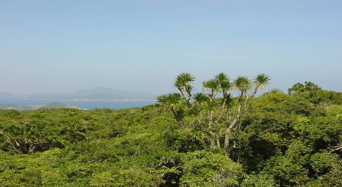 8 Sinh Cảnh Rừng Khô Hạn 9 Bình Tiên Bình Tiên có một giá trị tài nguyên mà 6