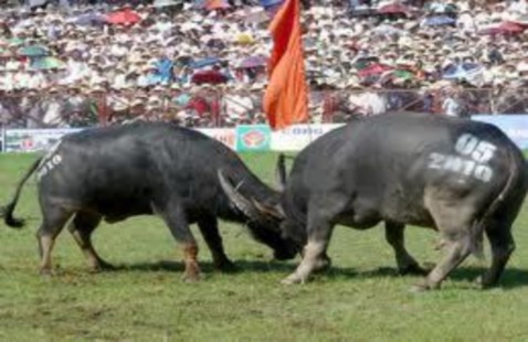 Lễ hội chọi trâu Đồ Sơn 2