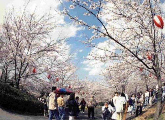 Lễ hội ngắm hoa Hanami Toàn cảnh đảo Hokkaido Lễ hội Sumo tại Nhật Núi Phú 1
