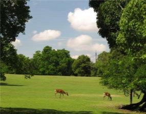 Công viên tại Nhật Tàu Shinkanshen tại Nhật Ẩm thực Nhật Bản Hệ thống giao 7