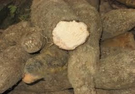 Ảnh 2 1 Củ mài Ảnh 2 2 Mơ chùa Hương Ảnh 2 3 Rau sắng Ảnh 2 4 Chè củ mài 13