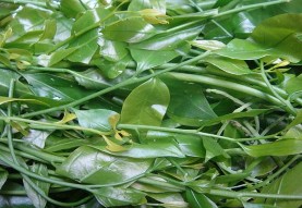 Ảnh 2 3 Rau sắng Ảnh 2 4 Chè củ mài 3 Hình ảnh về tình trạng ô nhiễm suy 15