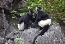 Voọc quần đùi trắng tại KBT Vân Long Chùa Địch Lộng Lễ hội Động Hoa Lư 1