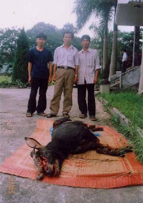 Mặc dù Vườn đã tổ chức triển khai thực hiện Chỉ thị 08 2006 CT TTg của 1