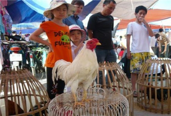 Hình 3 Khu bán vật nuôi Hình 4 Khu bán cây cảnh Chợ tam bạc Hình 5 Khu bán vải 22