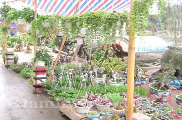 Hình 4 Khu bán cây cảnh Chợ tam bạc Hình 5 Khu bán vải Hình 6 Khu bán hoa quả 23