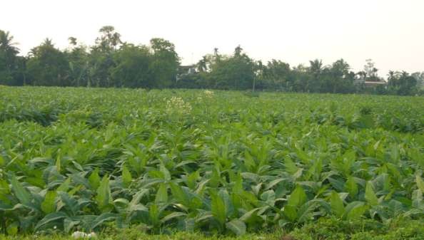 Thuốc lào Kiến Thiết Tiên Lãng 8