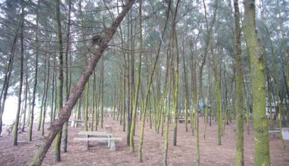 Rừng thông Vinh Quang Chùa Thắng Phúc Bản đồ Hải Phòng 3